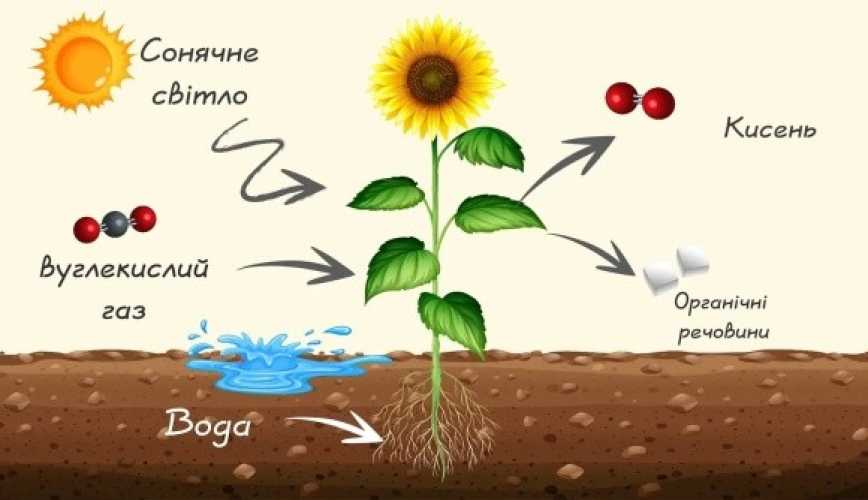Мікропластик порушує фотосинтез