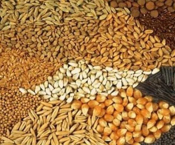 Україна збільшує експорт насіння сільськогосподарських культур