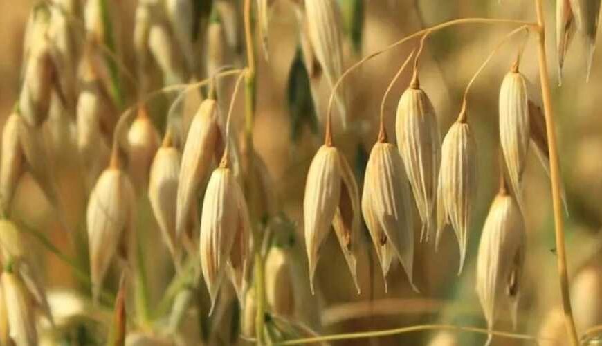 В Канаде создали первые генетически…