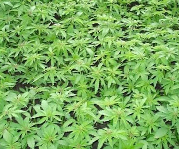 В цьому році площі під коноплями можуть зрости до 8 000 га