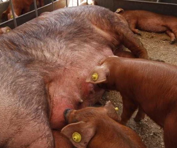 У 2025 році прогнозується зростання виробництва валової продукції тваринництва на 1,5 %