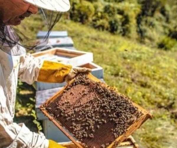 Частка фальсифікату ЗЗР висока та стабільна — на рівні 20-25%