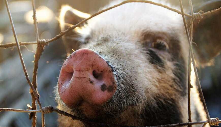 Рынок свинины: излишков нет, цены…