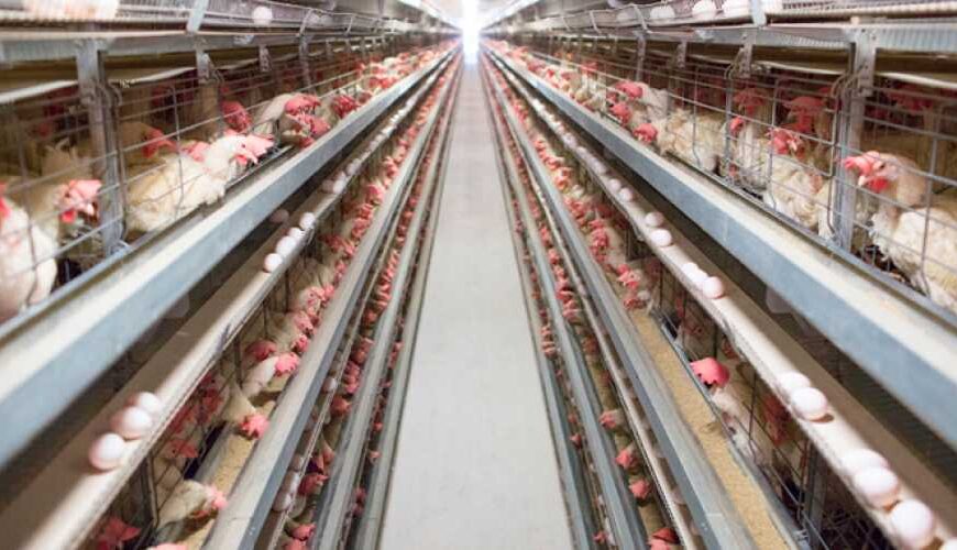 Птицеводы внедряют производство по израильской…