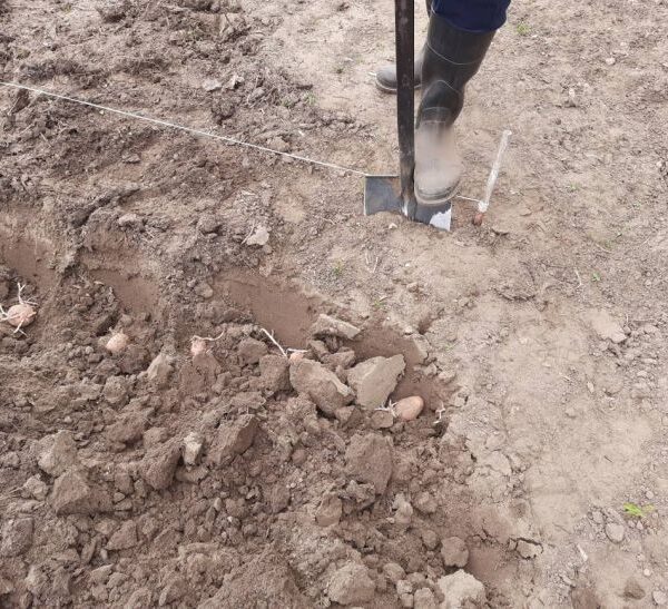 Секрет трьох урожаїв з однієї грядки: городникам пояснили, яку помилку робить майже кожен городник