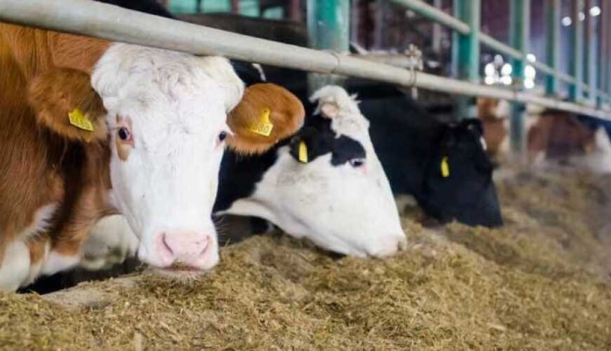 Тернопольщина за 8 лет утроила…