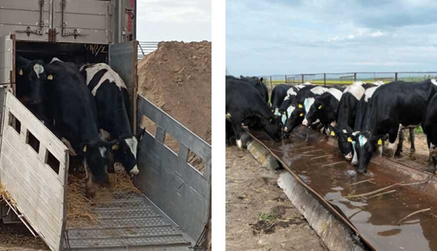 Более 600 коров эвакуировали из&hellip;