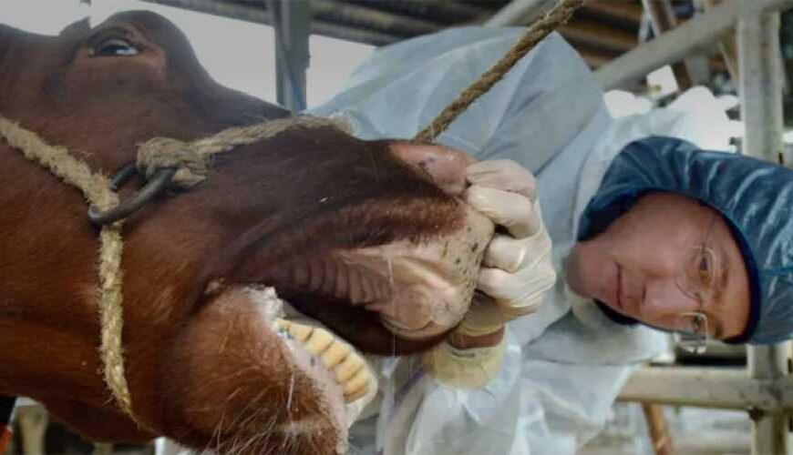 Ящур в Венгрии и Словакии…