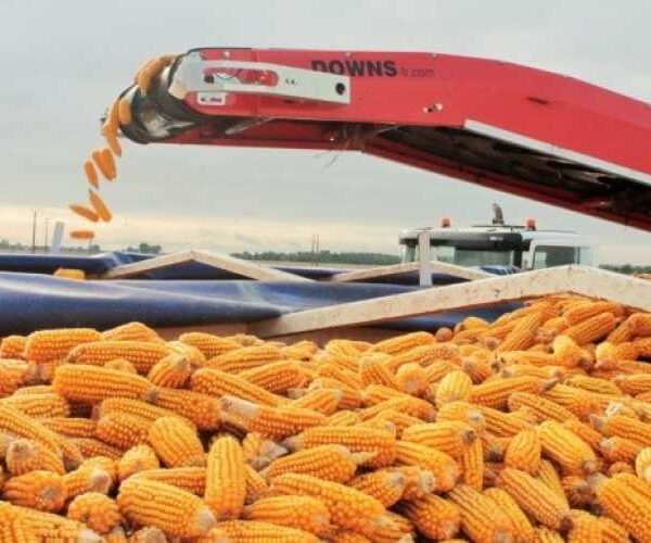Ціни на фуражну кукурудзу в портах України знизились