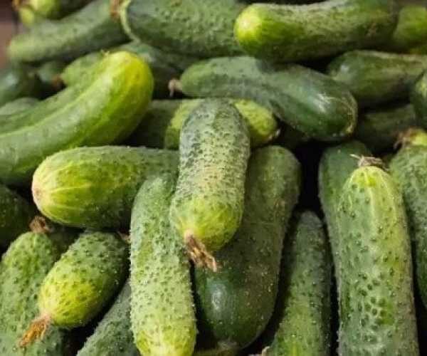 Тепличні огірки дешевшають