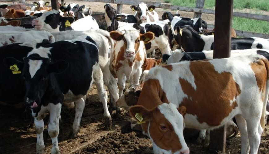 Ящур в Европе: Украина отменила…