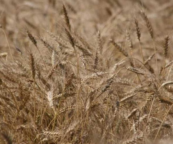USDA підвищив прогноз кінцевих запасів пшениці в США більше, ніж очікувалося