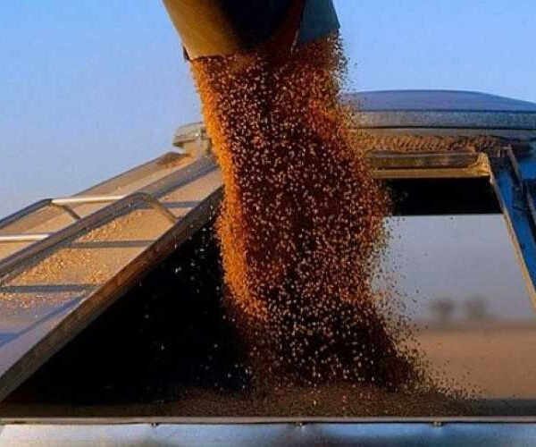 Україна скоротила експорт зерна у 2024/2025 МР