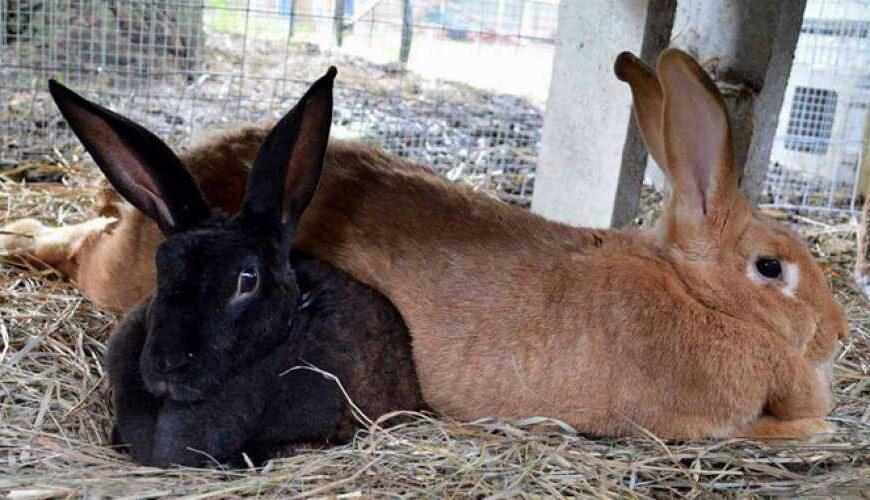 Промышленное поголовье кроликов выросло на&hellip;