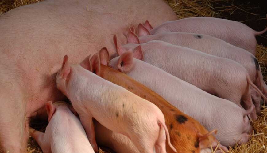 Закупочные цены на свинину держатся&hellip;