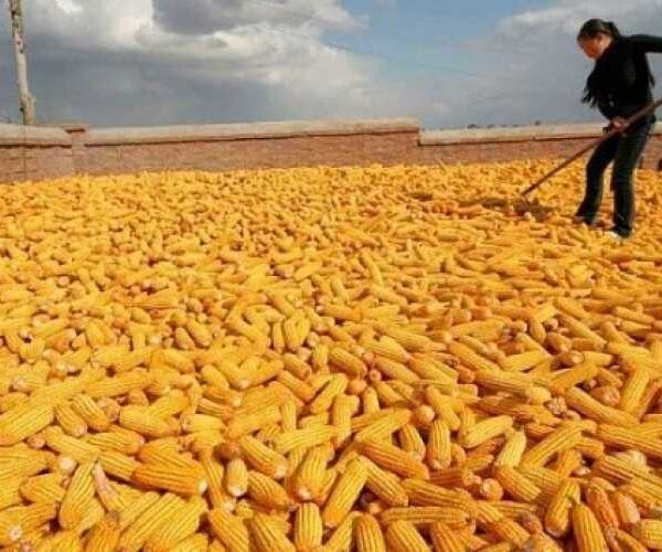 Китай майже припинив купівлю української кукурудзи