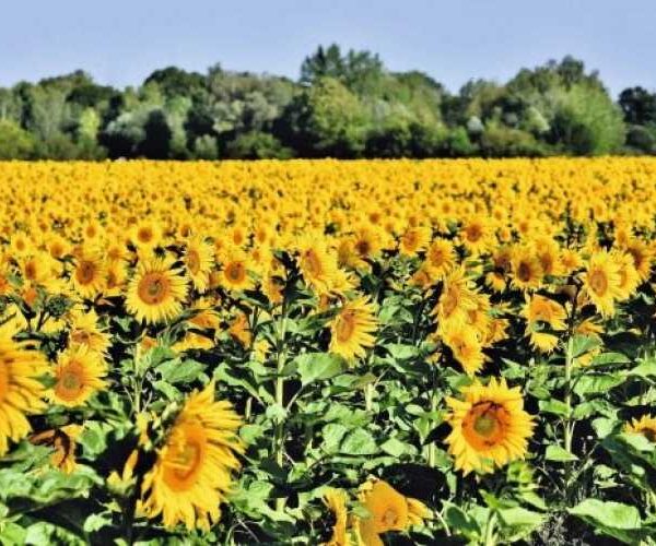 Коли складні виклики гартують майстерність — журнал Пропозиція