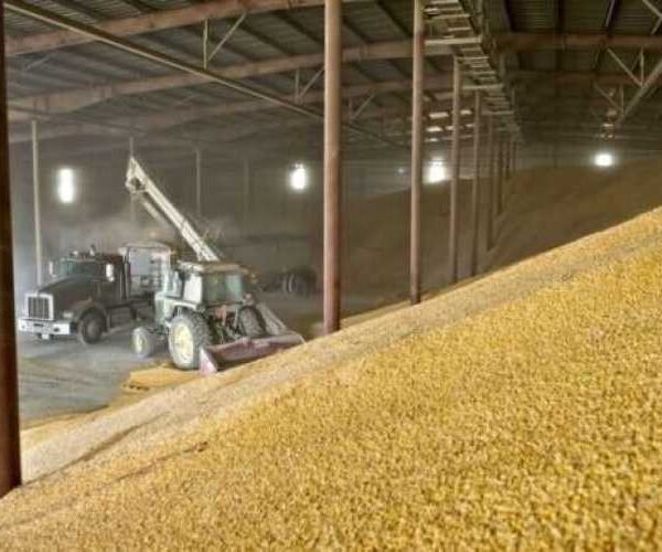 IGC прогнозує рекордне світове виробництво зерна у 2025/26 МР