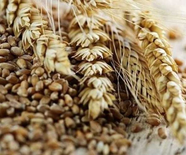 Ціни на зерно в Україні: зміни на 21 квітня