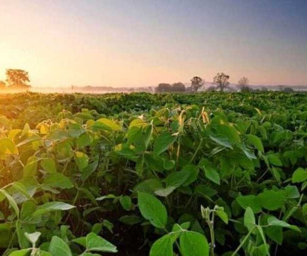 Площа під соєю в Європі цього року залишиться історично високою