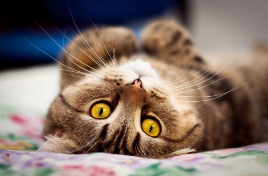 Зоолапки – найкращий зоомагазин та&hellip;