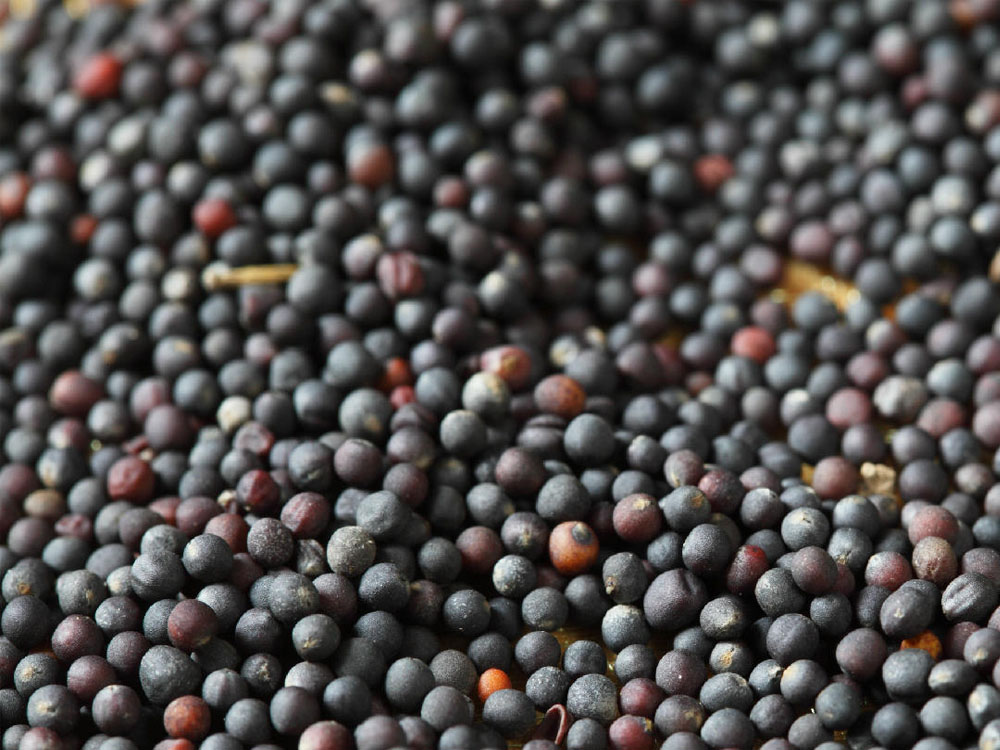 Ріпак: Важливість та переваги вибору якісного насіння