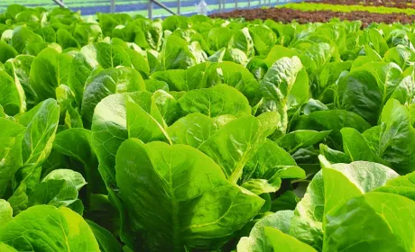 Юні аграрії в дії: підтримка малого сільгоспвиробництва у воєнний час