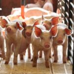 Вартість свиней на забій (19-25.01.2026)