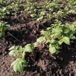 Що садити після картоплі: стратегія для ділянки, де вирував фітофтороз