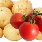 Вчені: Частина родоводу картоплі – від помідора