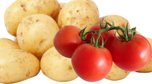 Вчені: Частина родоводу картоплі –&hellip;