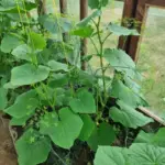 Що станеться, якщо посадити огірки поруч із квасолею: про це не розповість сусід по дачі