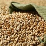 Чотири держави ЄС закликають до посиленого оберігу фермерів від українського імпорту – …