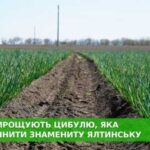 Україна створює об’єднання виробників цибулі.