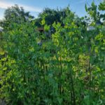 Після щавлю: яка культура виправить кислий ґрунт