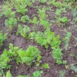 Що сіяти після моркви: культури, які люблять пухку землю після…