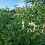 Що посадити після гороху, щоб він залишив цінну спадщину у ґрунті — скористайтеся порадою