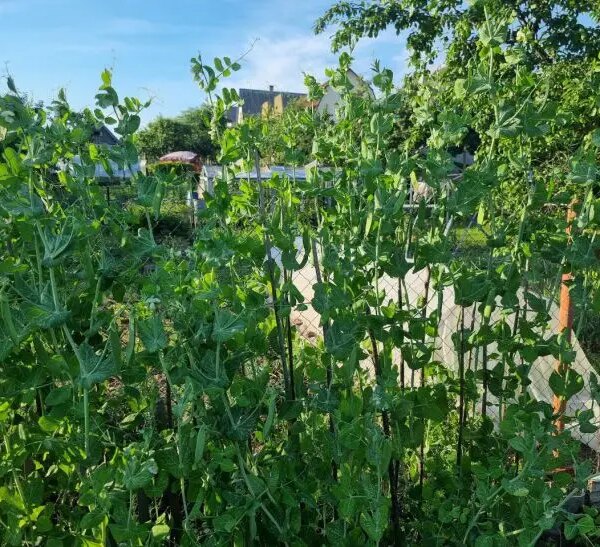 Що посадити після гороху, щоб він залишив цінну спадщину у ґрунті — скористайтеся порадою