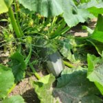 Що вирощувати після кабачків: лайфхак для втомленої землі