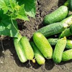 Ніжинський тутешній: сорт огірка, випробуваний часом і затребуваний нині.