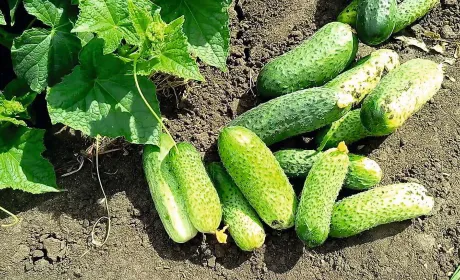 Ніжинський тутешній: сорт огірка, випробуваний часом і затребуваний нині.
