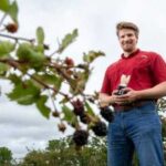 Збиральний робот: перспективи для ягідного бізнесу