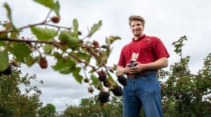 Збиральний робот: перспективи для ягідного бізнесу