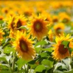 Ціна закупки соняшника в Україні досягла піку цього сезону — Delo.ua