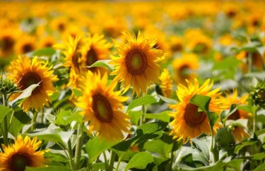 Ціна закупки соняшника в Україні досягла піку цього сезону — Delo.ua