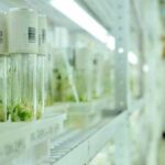 У Штатах створили сорти пшениці, що продукують підживлення.