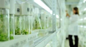 У Штатах створили сорти пшениці, що продукують підживлення.