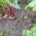 Чому не росте буряк: можливо, його отруює цей популярний сусід