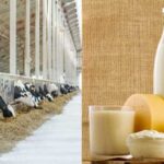 Українська молочна промисловість у 2025: обробка понад довоєнний рівень і значне збільшення чисельності худоби