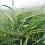 Вивчення різновидів ярого ячменю в Україні